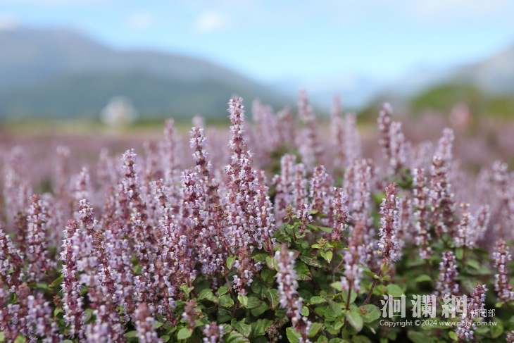 超夢幻!!~花蓮區農業改良場推出四款仙草新品種 