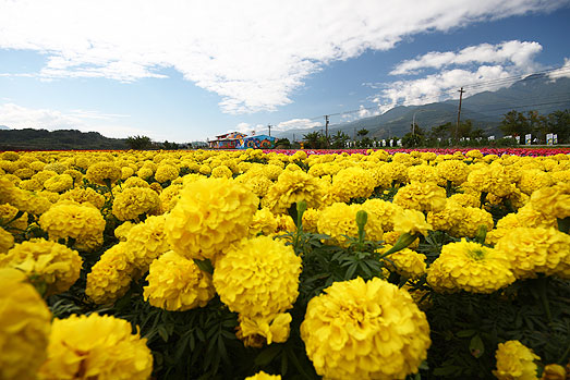 大地畫佈 縱谷花海行