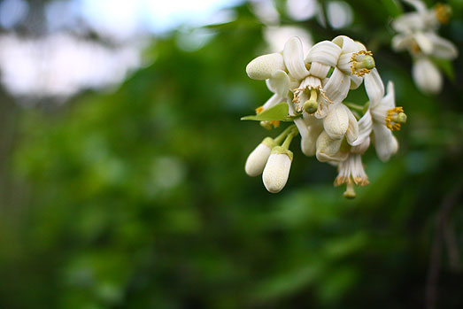 暢遊瑞穗柚花香