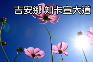 [影音]花東花海季-知卡宣大道篇