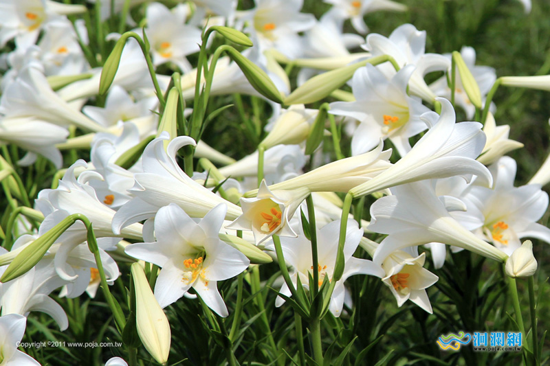 花蓮旅遊----中央路野百合也有春天