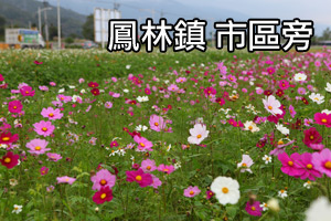 [影音]花東花海季-鳳林-市區道路兩側