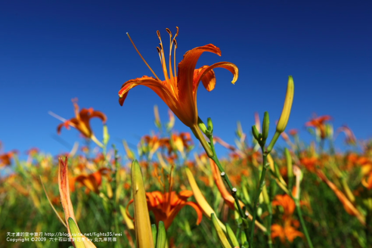 花蓮旅遊----六十石山-金針花海